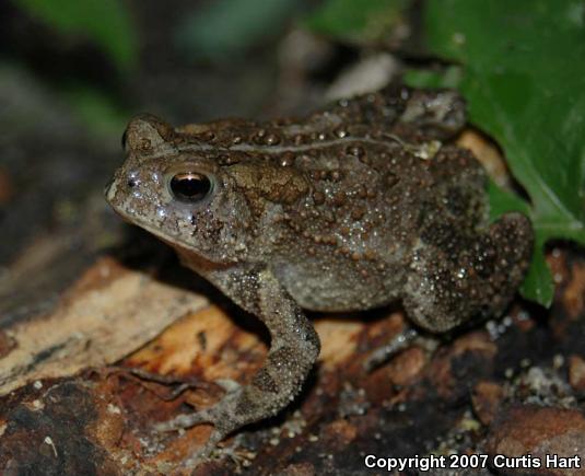 Eastern American Toad (Anaxyrus americanus americanus)