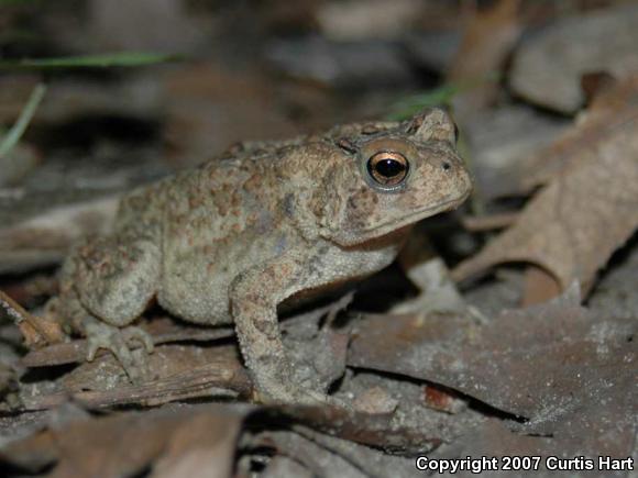 Eastern American Toad (Anaxyrus americanus americanus)