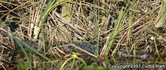 American Alligator (Alligator mississippiensis)