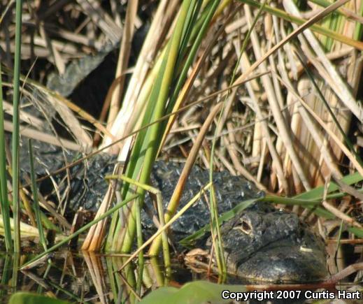 American Alligator (Alligator mississippiensis)