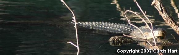 American Alligator (Alligator mississippiensis)