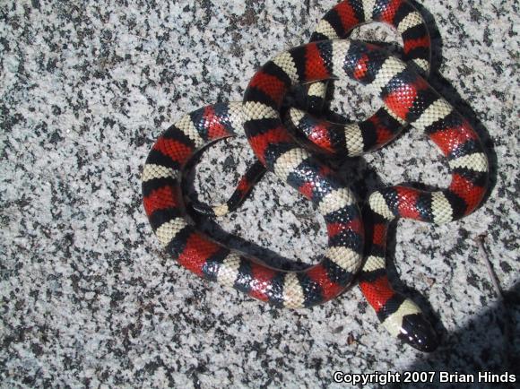 Sierra Mountain Kingsnake (Lampropeltis zonata multicincta)