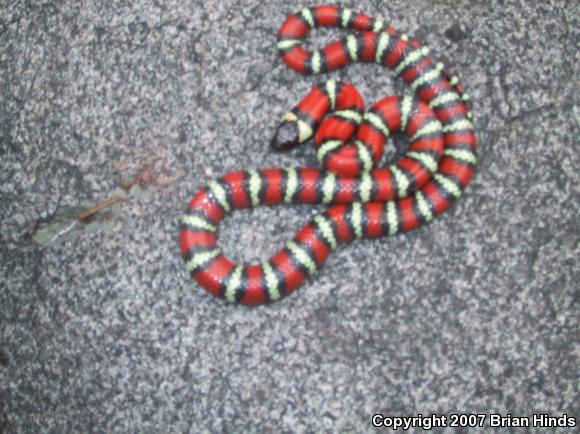 San Diego Mountain Kingsnake (Lampropeltis zonata pulchra)