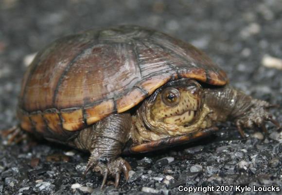 Eastern Mud Turtle (Kinosternon subrubrum subrubrum)