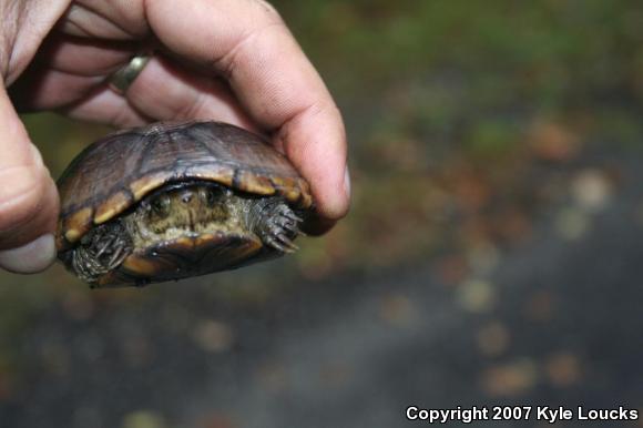 Eastern Mud Turtle (Kinosternon subrubrum subrubrum)