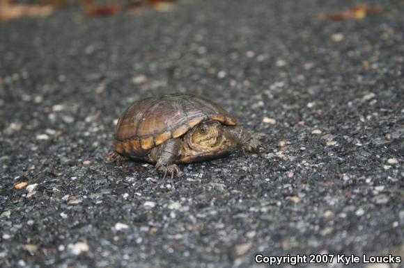 Eastern Mud Turtle (Kinosternon subrubrum subrubrum)