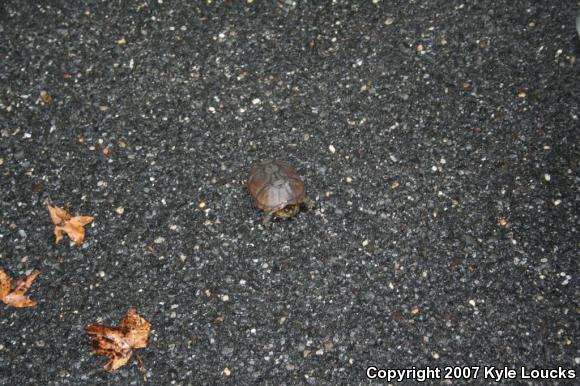 Eastern Mud Turtle (Kinosternon subrubrum subrubrum)