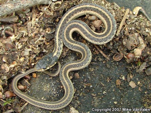 Eastern Gartersnake (Thamnophis sirtalis sirtalis)