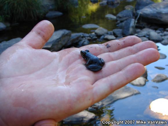 Northern Green Frog (Lithobates clamitans melanota)