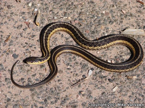 Eastern Gartersnake (Thamnophis sirtalis sirtalis)