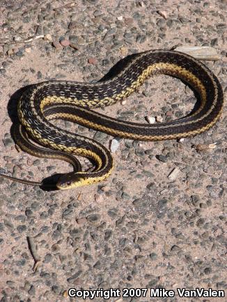 Eastern Gartersnake (Thamnophis sirtalis sirtalis)