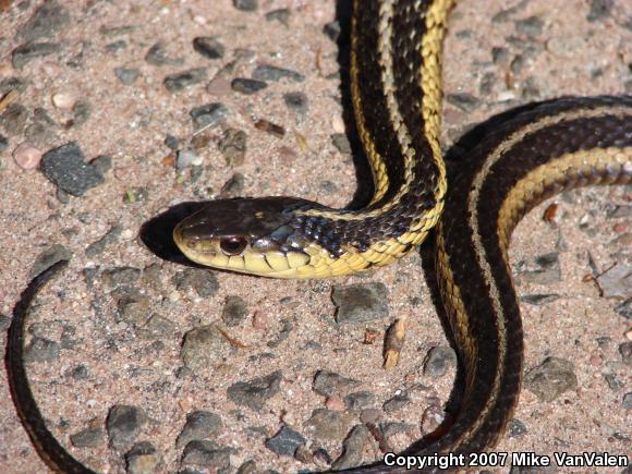 Eastern Gartersnake (Thamnophis sirtalis sirtalis)