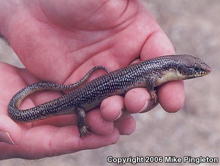 Great Plains Skink (Plestiodon obsoletus)