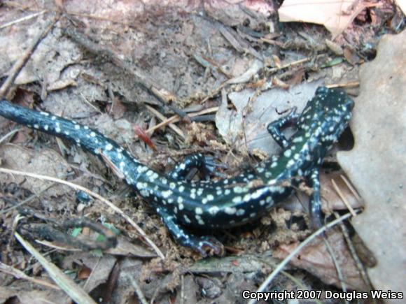 Northern Slimy Salamander (Plethodon glutinosus)