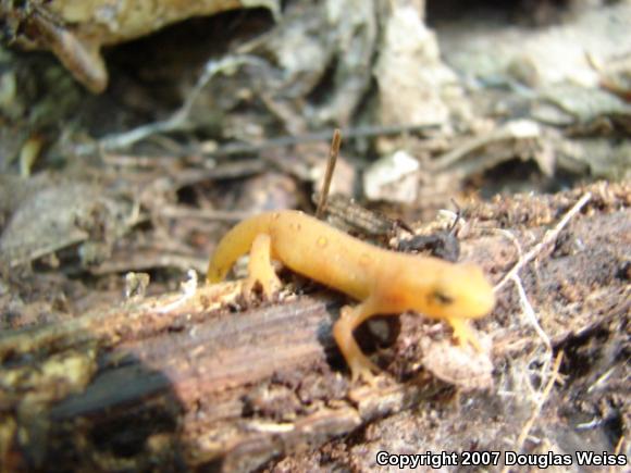 Red-Spotted Newt (Notophthalmus viridescens viridescens)