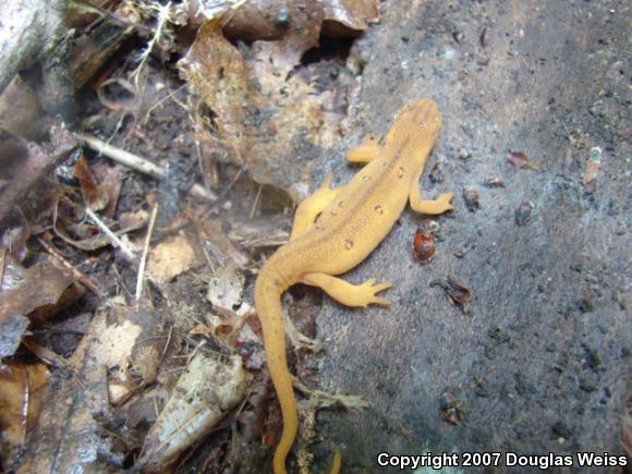 Red-Spotted Newt (Notophthalmus viridescens viridescens)