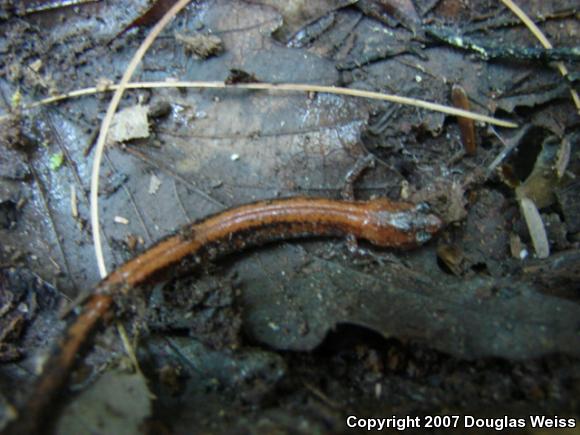 Eastern Red-backed Salamander (Plethodon cinereus)