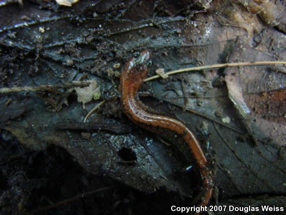 Eastern Red-backed Salamander (Plethodon cinereus)