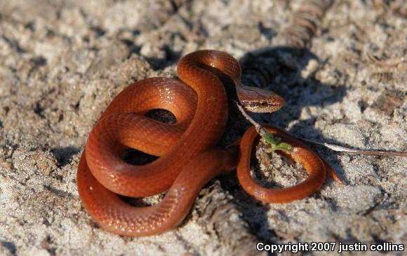 Pine Woods Littersnake (Rhadinaea flavilata)