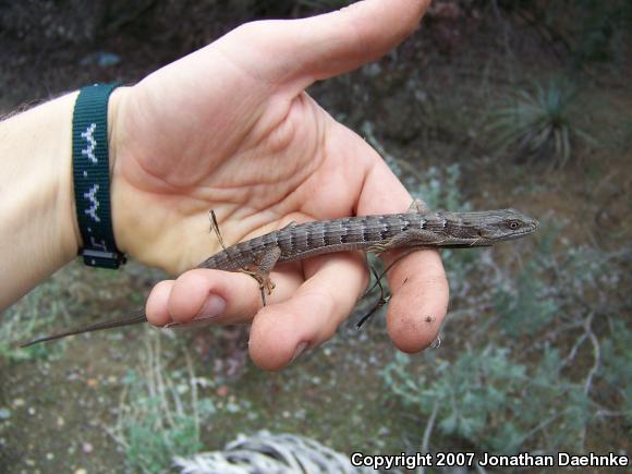 San Diego Alligator Lizard (Elgaria multicarinata webbii)