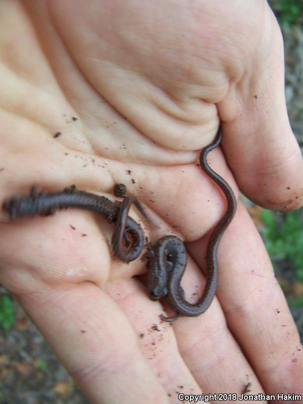 Garden Slender Salamander (Batrachoseps major major)