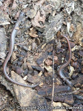 Garden Slender Salamander (Batrachoseps major major)