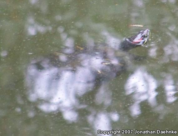 Red-eared Slider (Trachemys scripta elegans)