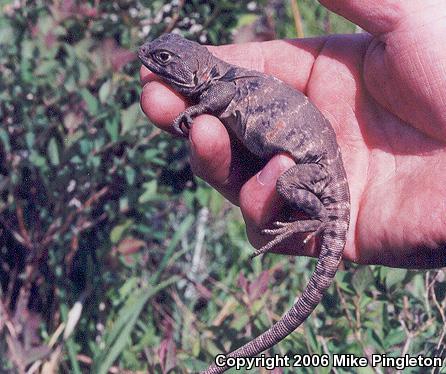 Eastern Collared Lizard (Crotaphytus collaris)