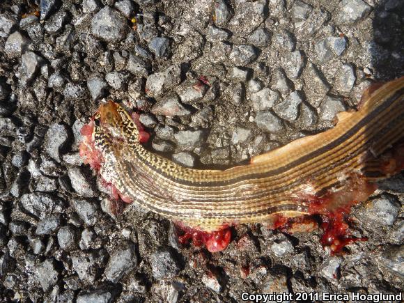 Island Glass Lizard (Ophisaurus compressus)