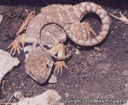 Eastern Collared Lizard (Crotaphytus collaris)