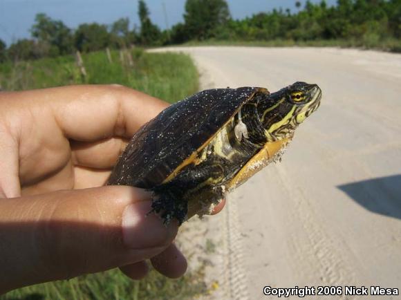 Eastern Chicken Turtle (Deirochelys reticularia reticularia)