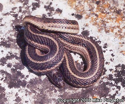 Lined Snake (Tropidoclonion lineatum)