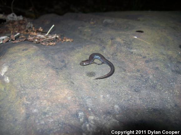 Northern Ravine Salamander (Plethodon electromorphus)