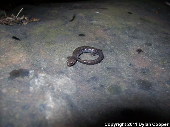 Northern Ravine Salamander (Plethodon electromorphus)