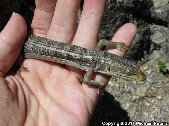 Oregon Alligator Lizard (Elgaria multicarinata scincicauda)