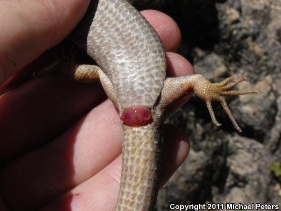 Oregon Alligator Lizard (Elgaria multicarinata scincicauda)