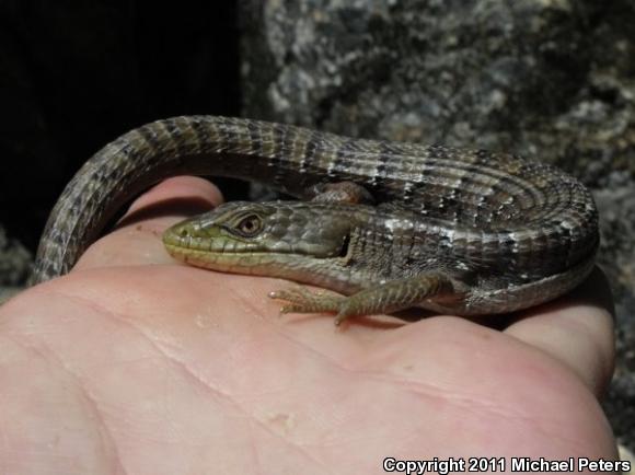 Oregon Alligator Lizard (Elgaria multicarinata scincicauda)