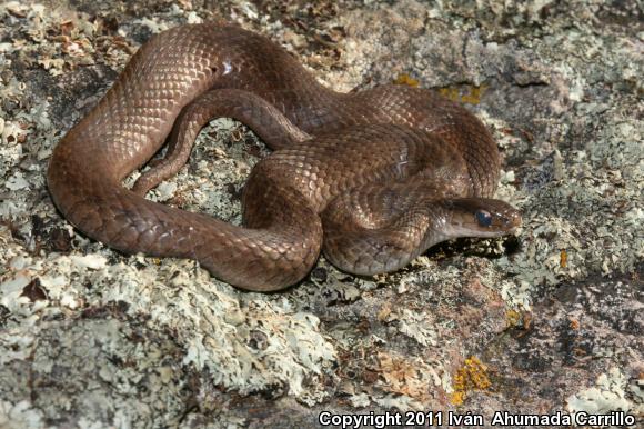 Mexican Brownsnake (Storeria storerioides)