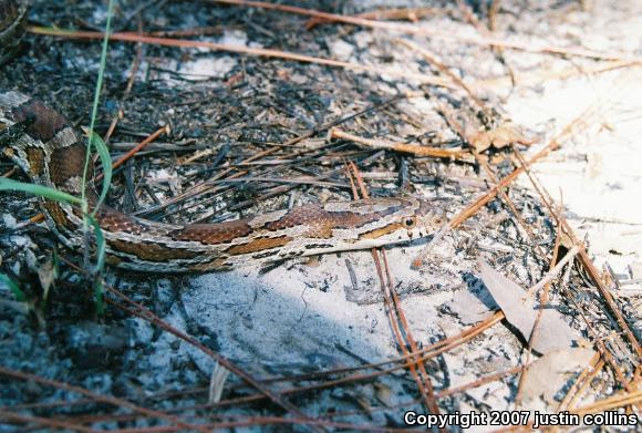 Slowinski's Cornsnake (Pantherophis slowinskii)