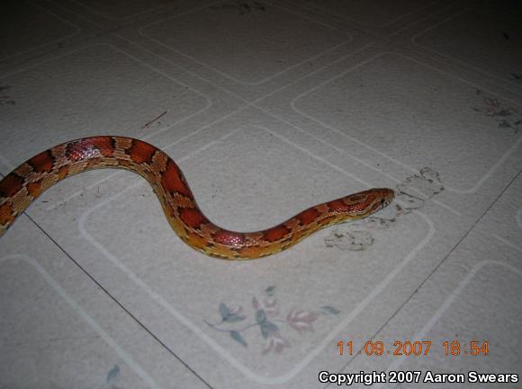 Corn Snake (Pantherophis guttatus guttatus)