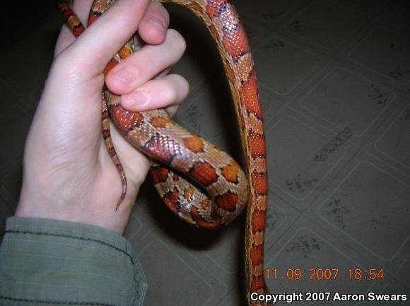 Corn Snake (Pantherophis guttatus guttatus)