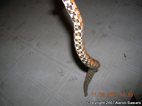 Corn Snake (Pantherophis guttatus guttatus)