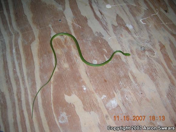 Rough Greensnake (Opheodrys aestivus)