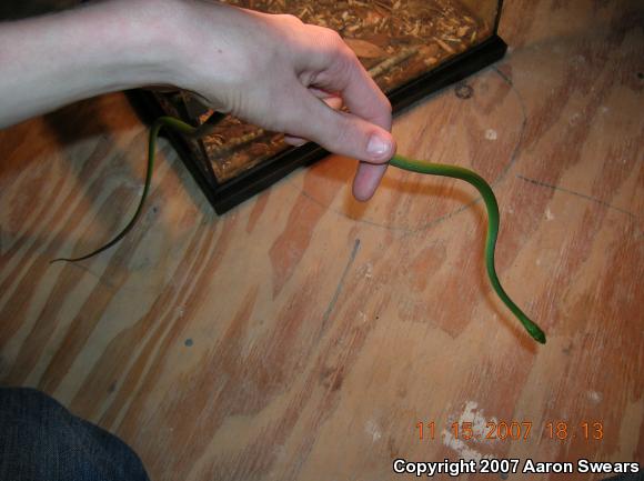 Rough Greensnake (Opheodrys aestivus)