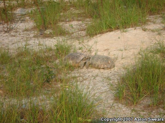 Gopher Tortoise (Gopherus polyphemus)