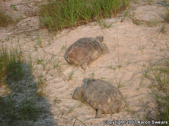 Gopher Tortoise (Gopherus polyphemus)