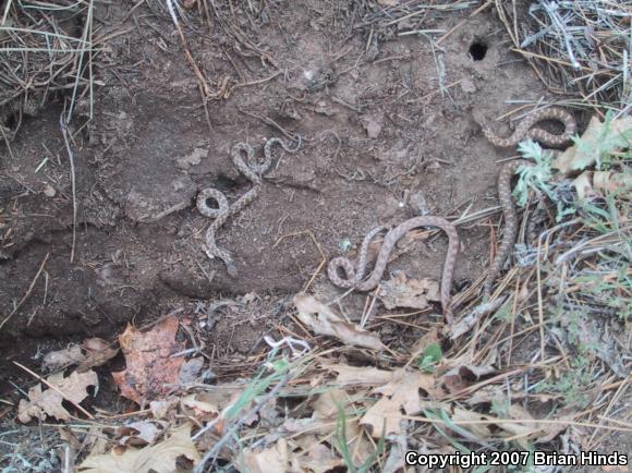 Coast Nightsnake (Hypsiglena ochrorhyncha ochrorhyncha)