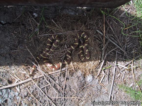 California Kingsnake (Lampropeltis getula californiae)