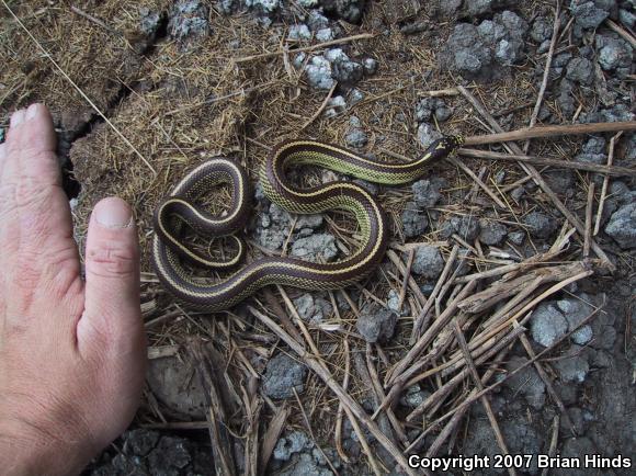 California Kingsnake (Lampropeltis getula californiae)