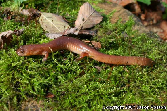 Spring Salamander (Gyrinophilus porphyriticus)